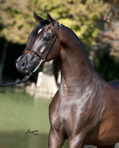 versace horse|rojo arabians.